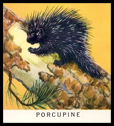11 Porcupine